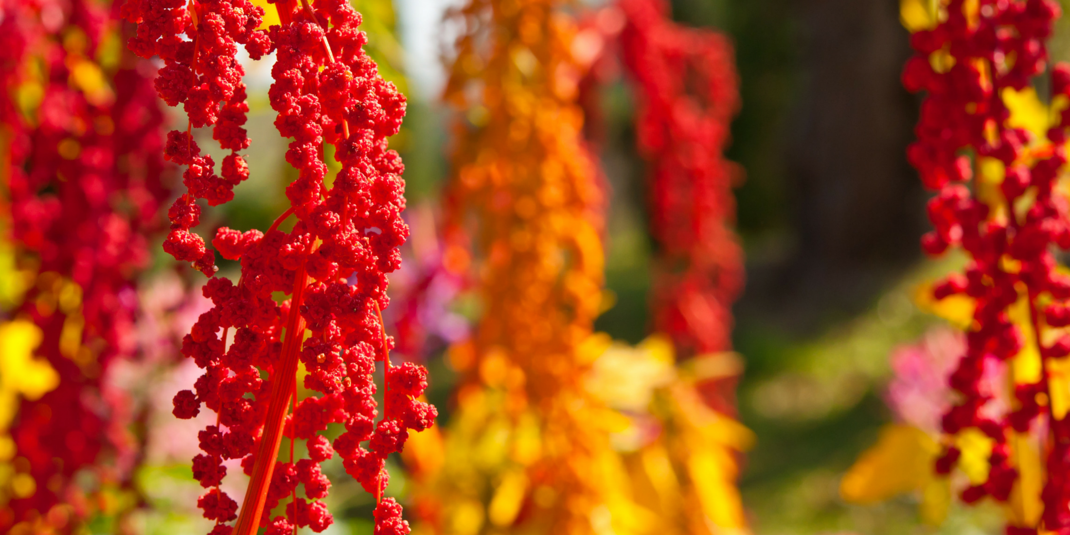 Quinoa the Superfood