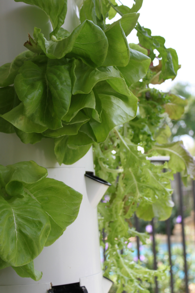 Boston leaf lettuce